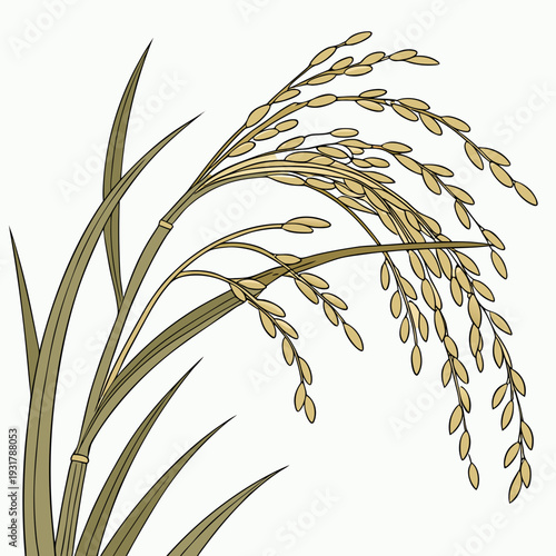 Side view of golden rice plant with ripe grain golden grain