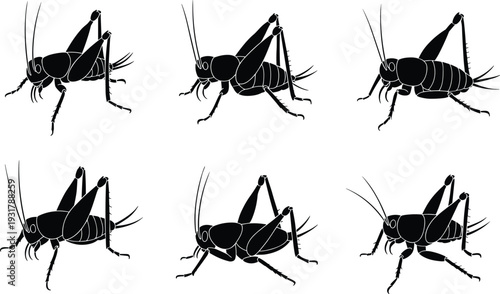 Black Vector Cricket Silhouette Set Featuring Various Grasshopper Shapes, Jumping Insects, Field Pests, And Meadow Wildlife For Nature Graphic Design.
