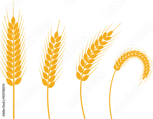 Golden Wheat Ear Illustration Set with Ripe Grain Spikes, Agricultural Harvest Elements, and Organic Cereal Crop Design for Farming and Food Projects