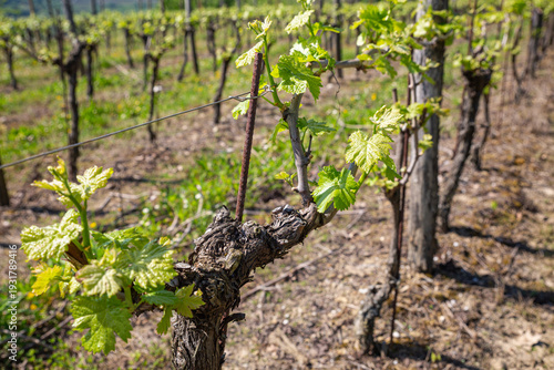 Wallpaper Mural Macro of New Spring Growth on an Old Grapevine Trunk Torontodigital.ca