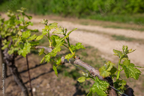 Wallpaper Mural A detailed macro shot of the first bright green leaves and buds emerging from a weathered, gnarled grapevine trunk Torontodigital.ca