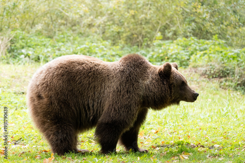 Wallpaper Mural Brown bear side view in the nature. Profile of a female animal (Ursus arctos) standing on a meadow. Relaxed adult bear in its habitat. Torontodigital.ca