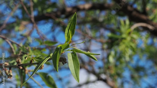 4K close-up footage of a small almond tree branch with green leaves gently blowing in the wind under natural Mediterranean light. Agricultural crop scene suitable for farming, sustainability, seasonal