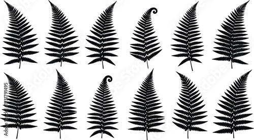 Black fern leaf silhouettes set isolated on white background, botanical foliage collection vector illustration for nature design elements