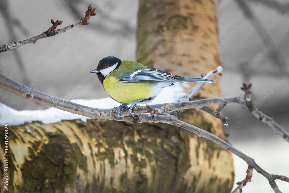 Fototapeta premium A titmouse on a branch on a winter day, close-up