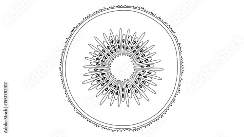 Detailed black and white line art illustration of a cross-section of a kiwi fruit, showcasing its distinctive seeds and fibrous core, ideal for coloring or educational materials.