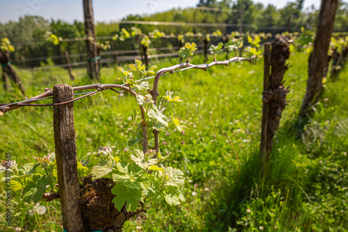 Wallpaper Mural Macro of New Spring Growth on an Old Grapevine Trunk Torontodigital.ca