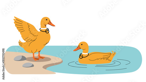 Two charming ducks by the water's edge, one standing with a raised wing and the other gracefully swimming, illustrating a peaceful natural scene.