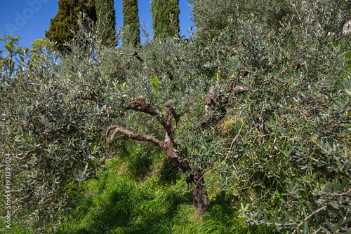 Wallpaper Mural Gnarled Trunk of an Old Mediterranean Olive Tree in Spring Torontodigital.ca