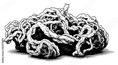 Detailed vintage engraving of tangled roots and twisted vine branches