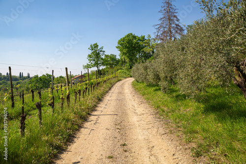 Wallpaper Mural Rustic Dirt Road Through a Sunlit Spring Vineyard Torontodigital.ca