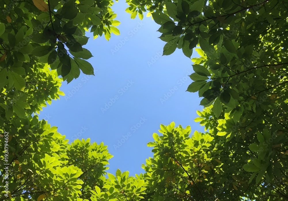Fototapeta premium View of green leaves against blue sky outdoors