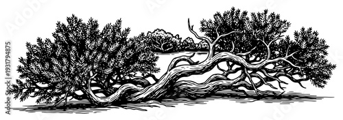 Artistic illustration of a gnarled old tree and thick bushes in classic hand drawn engraving style