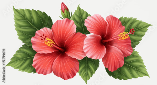 Red Hibiscus Flowers with Leaves – Tropical Floral Vector Illustration