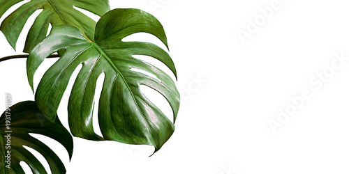 dragon tail monsterra on transparent background PNG