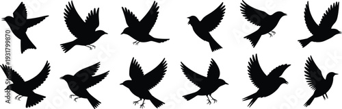 Collection of Flying Bird Silhouettes in Different Wing Positions Isolated on White Background for Design