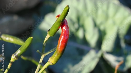 4K macro footage of small red and green chili peppers gently swaying in the wind under natural sunlight. Fine spider web strands catch the light, adding texture to this agricultural crop detail suitab
