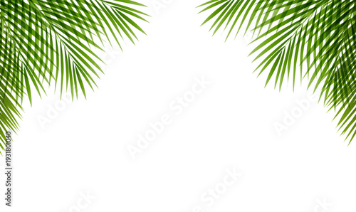 Palm Tree Branches Frame White Background