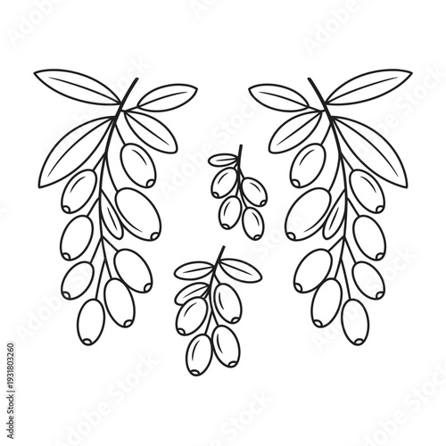 Line drawing of several sea buckthorn branches with leaves and berries  isolated