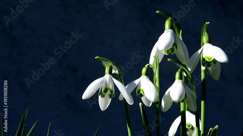 Snowdrop, early flower of the German spring flora, low angle in a closeup