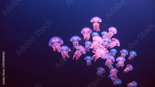 Group of Pink Jellyfish Swimming in Dark Deep Ocean Water