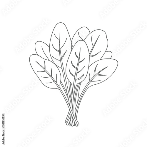 Simple line drawing of a bunch of leafy green spinach vegetables