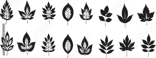 Collection of various leaf silhouettes