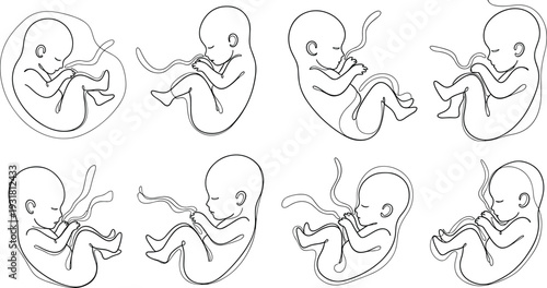 Fetus development stages illustration, human embryo growth line art vector collection isolated on white background medical concept