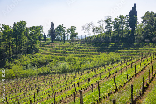 Wallpaper Mural Lush Green Terraced Vineyards in Spring Landscape Torontodigital.ca
