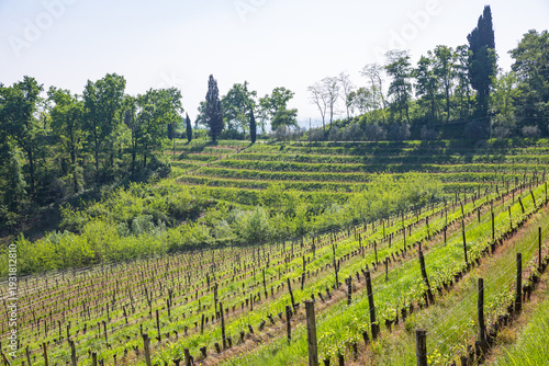 Wallpaper Mural Lush Green Terraced Vineyards in Spring Landscape Torontodigital.ca