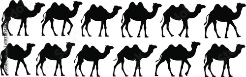 Collection of Camel Silhouettes in Different Walking and Standing Poses Isolated on White Background for Design
