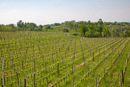 Wallpaper Mural Lush Green Terraced Vineyards in Spring Landscape Torontodigital.ca