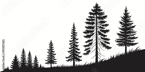Silhouette of tall pine trees on a hillside against the sky