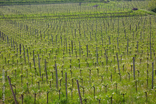 Wallpaper Mural Lush Green Terraced Vineyards in Spring Landscape Torontodigital.ca