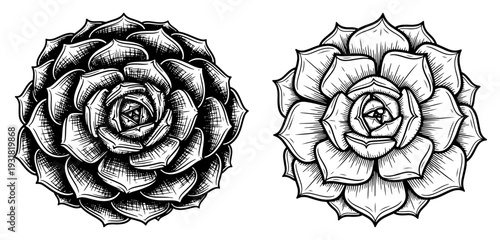 Set of two hand drawn succulent plants in botanical vintage ink sketch style with detailed hatching