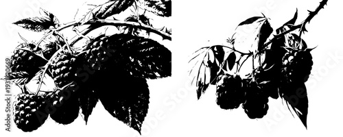 Bountiful Berries: A Bouquet of Raspberries