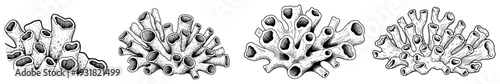 Set of marine coral reef sketches in vintage stippling engraving style for scientific or nature design