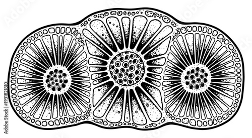 Abstract symmetrical pattern of organic biological cells in vintage engraving style