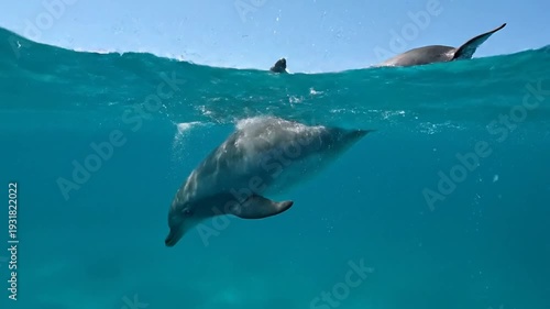 A dolphin leaps high above ocean's surface in a brilliant blue sky, showcasing its graceful form