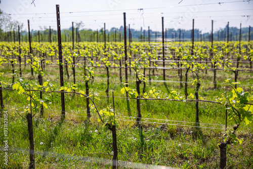 Wallpaper Mural Symmetrical Rows of Young Grapevines in a Spring Vineyard Torontodigital.ca