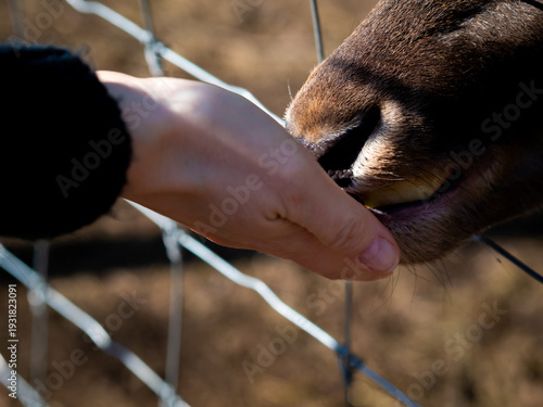 Photography Wild animals in a Hungarian animal park