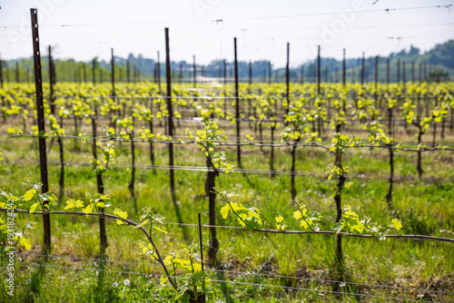 Wallpaper Mural Symmetrical Rows of Young Grapevines in a Spring Vineyard Torontodigital.ca