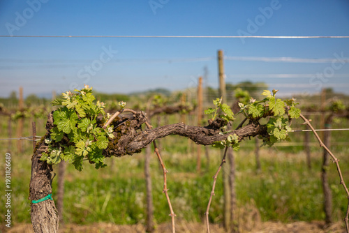Wallpaper Mural Macro of New Spring Growth on an Old Grapevine Trunk Torontodigital.ca