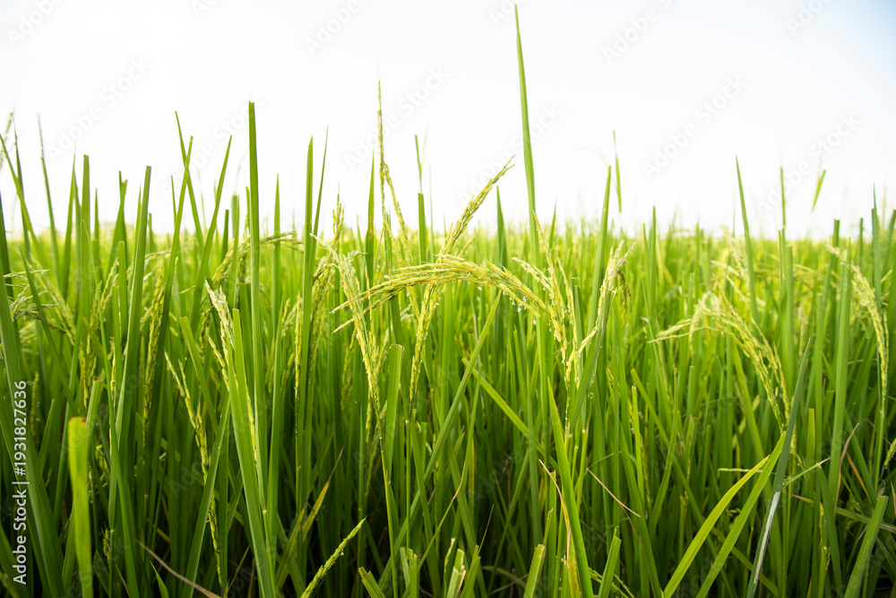 Fototapeta premium Paddy fresh rice field