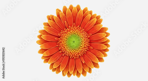 Orange Gerbera Daisy Flower – Vibrant Floral Bloom Vector Illustration