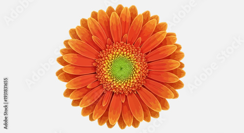 Orange Gerbera Daisy Flower – Vibrant Floral Bloom Vector Illustration