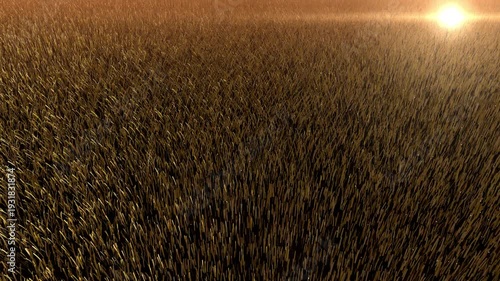 Cinematic Static Drone View Golden Grass Wind Simulation 1080p Seamless Loop