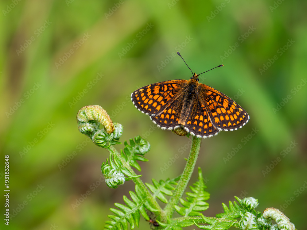 Fototapeta premium Heath Fritillary Butterfly on a Fern
