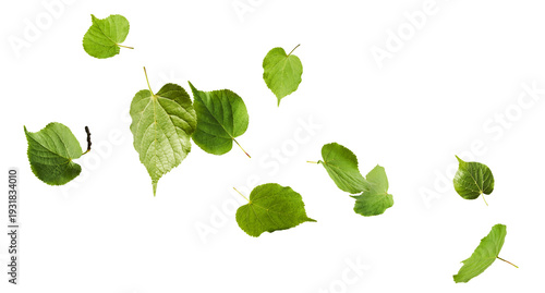 Levitating green linden leaves on a white background. Flying spring foliage, minimal creative nature photography. Botanical composition