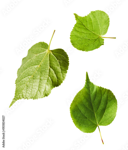 Fresh green rosemary herb falling in the air isolates on yellow background